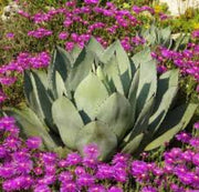 Parryi Green Agave Seeds, Herbal