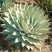 Parryi Green Agave Seeds, Herbal