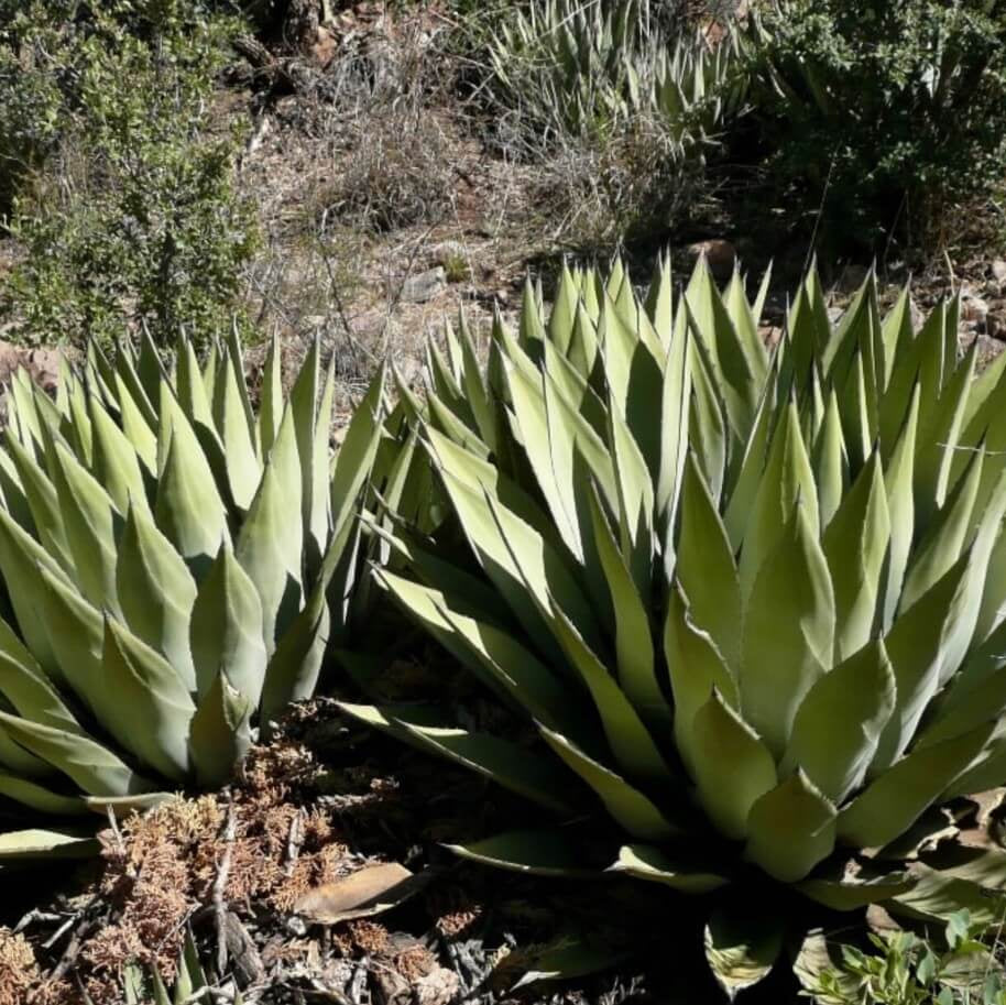 Parryi Green Agave Seeds, Herbal