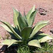 Silver Salmiana Agave Seeds, Herbal