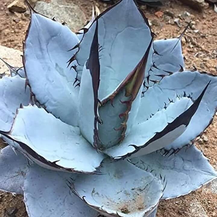 Titanota Blue Agave Seeds, Herbal