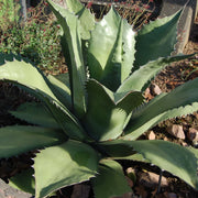 Silver Salmiana Agave Seeds, Herbal