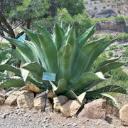 Silver Salmiana Agave Seeds, Herbal
