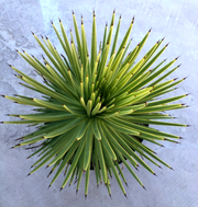 Green Agave Stricta Seeds, Herbal