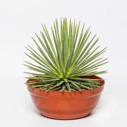 Green Agave Stricta Seeds, Herbal