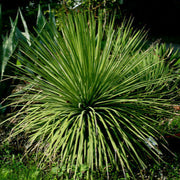 Green Agave Stricta Seeds, Herbal
