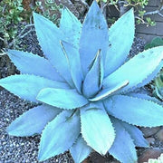 Titanota Blue Agave Seeds, Herbal