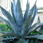 Titanota Blue Agave Seeds, Herbal
