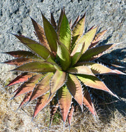 Kerchovei Agave Seeds, Herbal