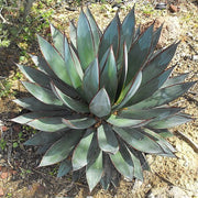 Bonsai Rare Succulent Agave Seeds, Herbal