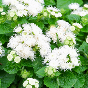 White Ageratum Seeds