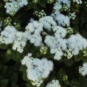 White Ageratum Seeds