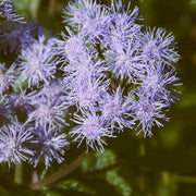 Blue Mist Hardy Ageratum Seeds