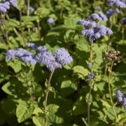 Blue Mist Hardy Ageratum Seeds