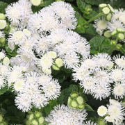 White Ageratum Seeds