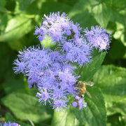 Blue Mist Hardy Ageratum Seeds