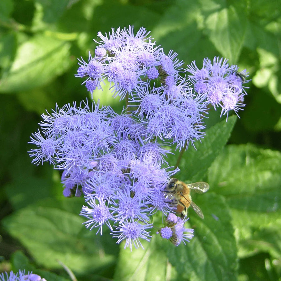 Blue Mist Hardy Ageratum Seeds