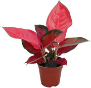 Ornamental windflower Aglaonema Seeds