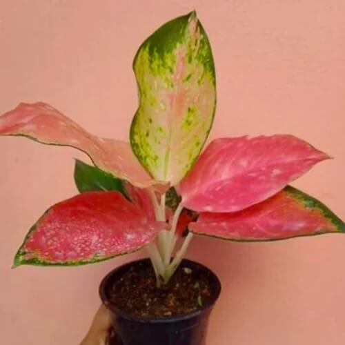 Ornamental windflower Aglaonema Seeds
