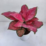 Ornamental windflower Aglaonema Seeds