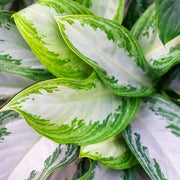 Aglaonema Variegated Seeds - Herbal Seeds