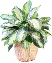 Aglaonema Variegated Seeds - Herbal Seeds