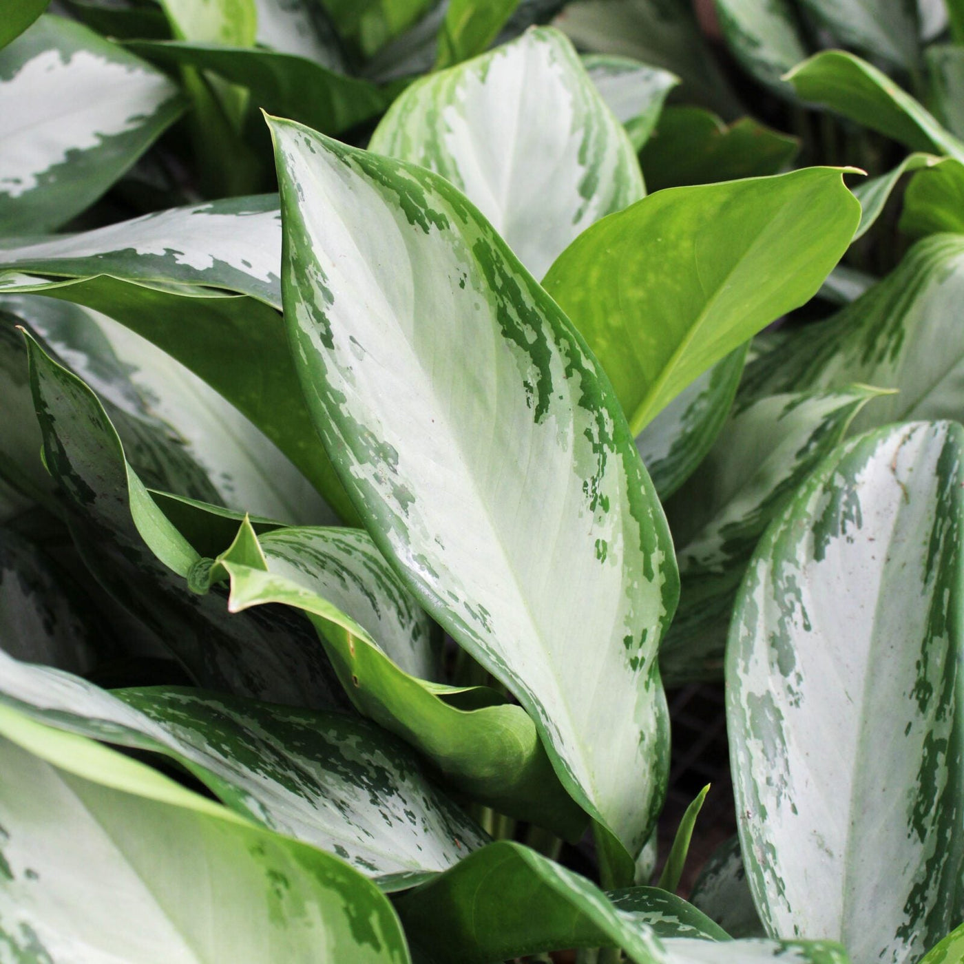 Aglaonema Variegated Seeds - Herbal Seeds