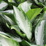 Aglaonema Variegated Seeds - Herbal Seeds