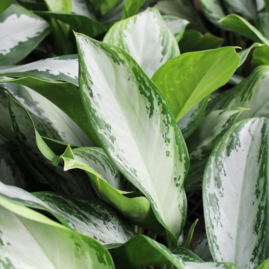 Aglaonema Variegated Seeds - Herbal Seeds