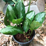Aglaonema Variegated Seeds - Herbal Seeds