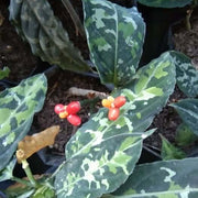 Aglaonema Variegated Seeds - Herbal Seeds