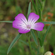 Githago Pink Agrostemma Seeds