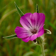 Githago Pink Agrostemma Seeds