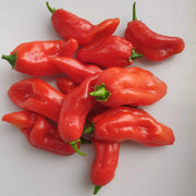 Sweet Pepper Aji Dulce Seeds