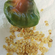 Aji Cubano Dulce Cachucha Pepper Seeds