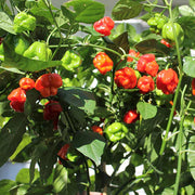 Ajicito Sweet Pepper Aji Dulce Seeds
