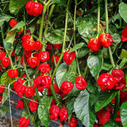 Ajicito Sweet Pepper Aji Dulce Seeds