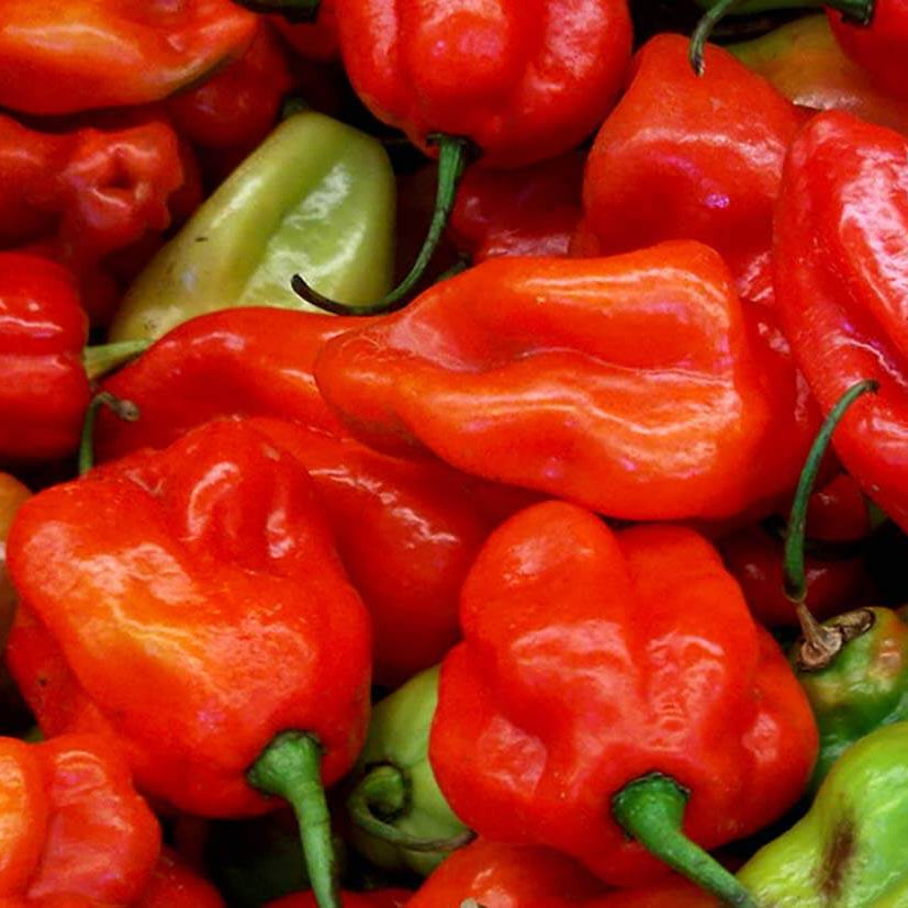 Sweet Pepper Aji Dulce Seeds