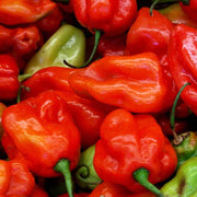 Sweet Pepper Aji Dulce Seeds