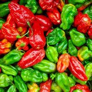 Sweet Pepper Aji Dulce Seeds
