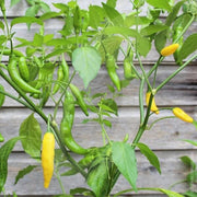 Aji Lemon Drop Pepper Seeds