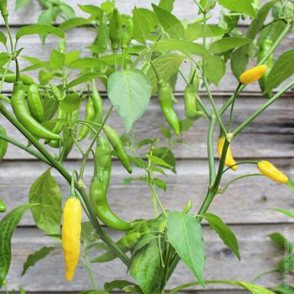 Aji Lemon Drop Pepper Seeds