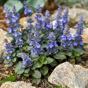 Ajuga Seeds, Ajuga reptans
