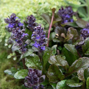 Ajuga Seeds, Ajuga reptans