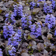 Ajuga Seeds, Ajuga reptans