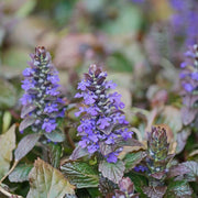 Ajuga Seeds, Ajuga reptans