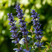 Ajuga Seeds, Ajuga reptans