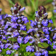Ajuga Seeds, Ajuga reptans
