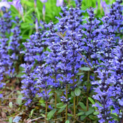 Ajuga Seeds, Ajuga reptans