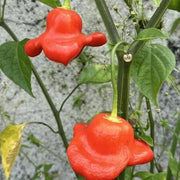 Aka Chapeau Pepper Seeds